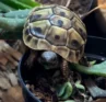 Photo of Snicker the baby tortoise