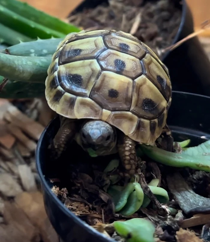 Photo of Snicker the baby tortoise