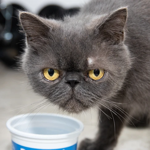 Photo of a grumpy cat