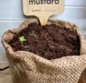 Photo of a bag of mustard seeds