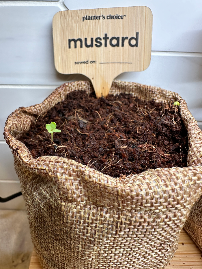Photo of a bag of mustard seeds